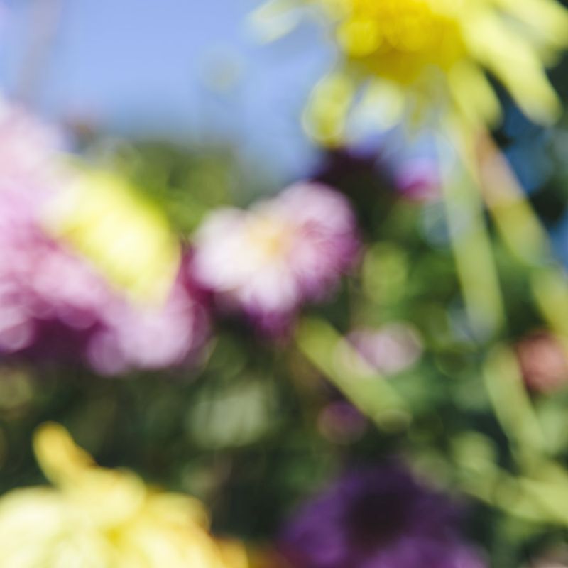Dahlia Study 13