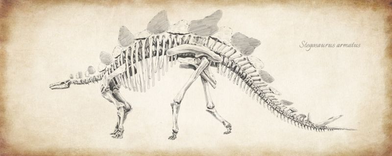 Stegosaurus armatus