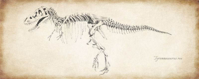 Tyrannosaurus rex