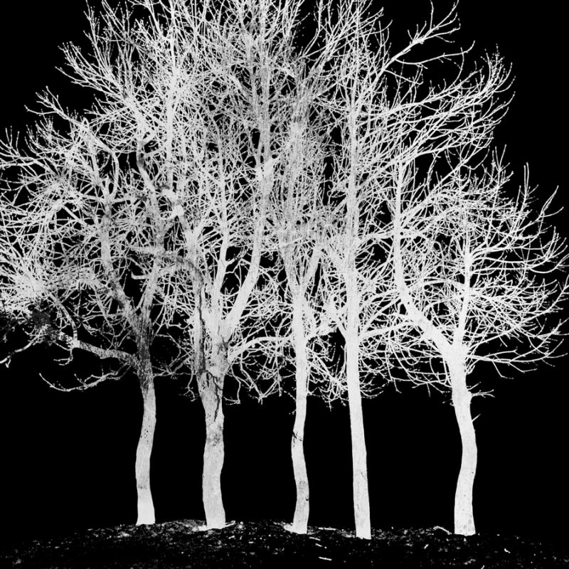 Screened Tree D