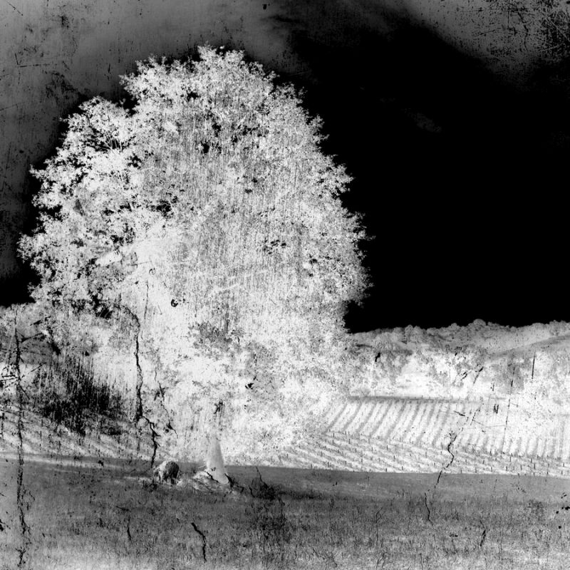 Screened Tree F