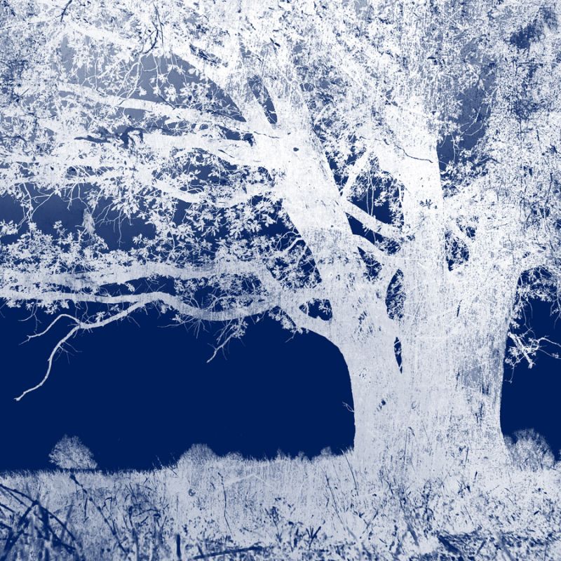 Screened Tree J