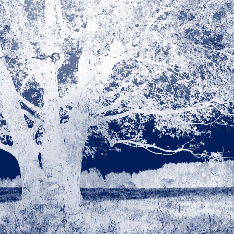 Screened Tree K