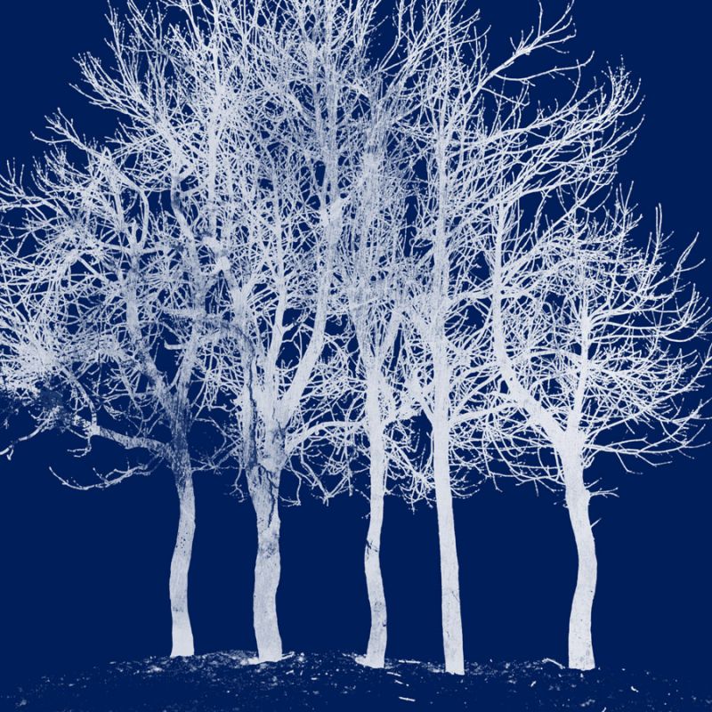 Screened Tree M