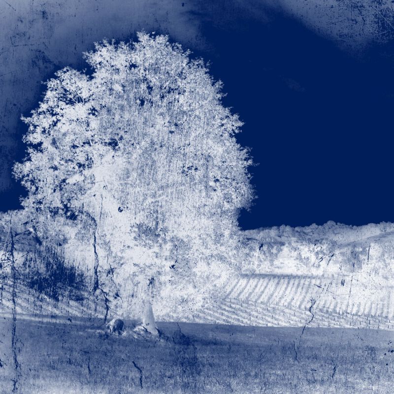 Screened Tree O