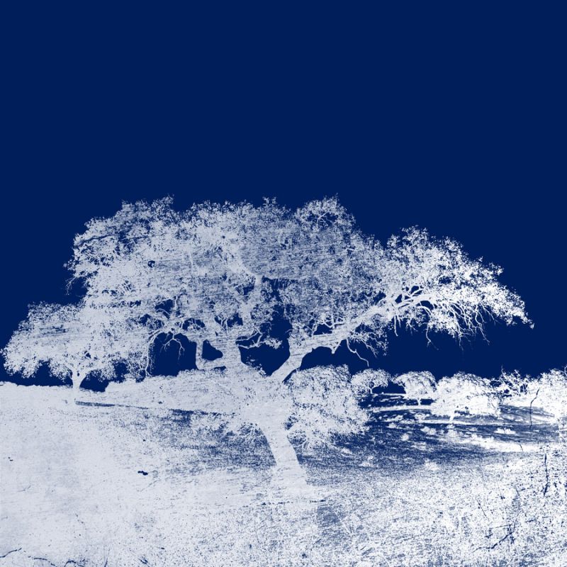 Screened Tree Q