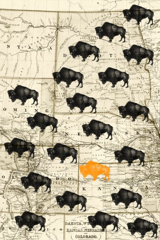 Where the Buffalo Roam
