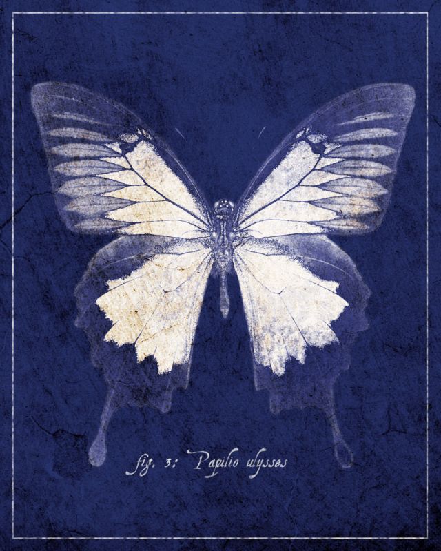 Butterfly B