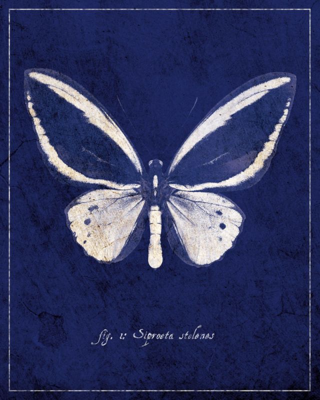 Butterfly C