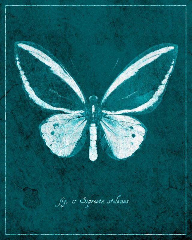 Butterfly F