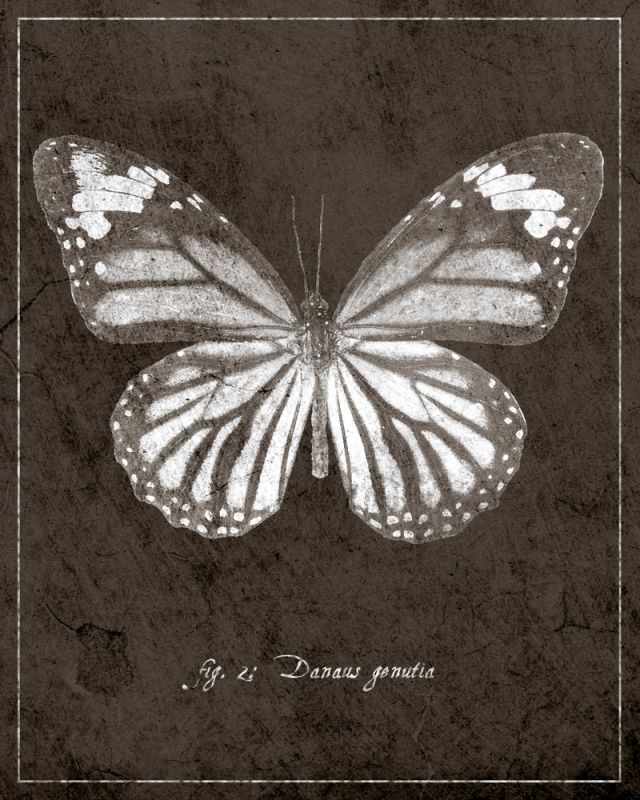 Butterfly G