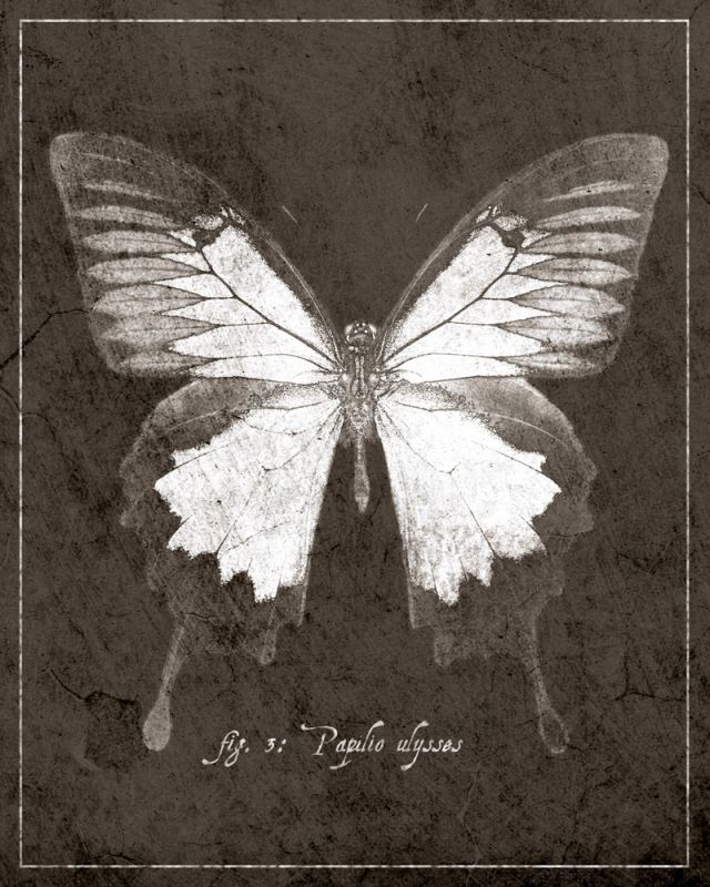 Butterfly H