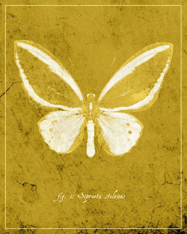 Butterfly K