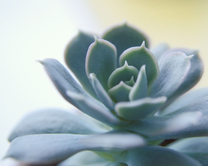 Succulent Spike