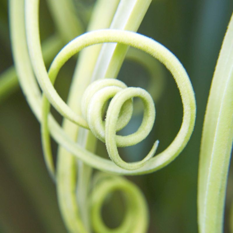 Tendrils 1
