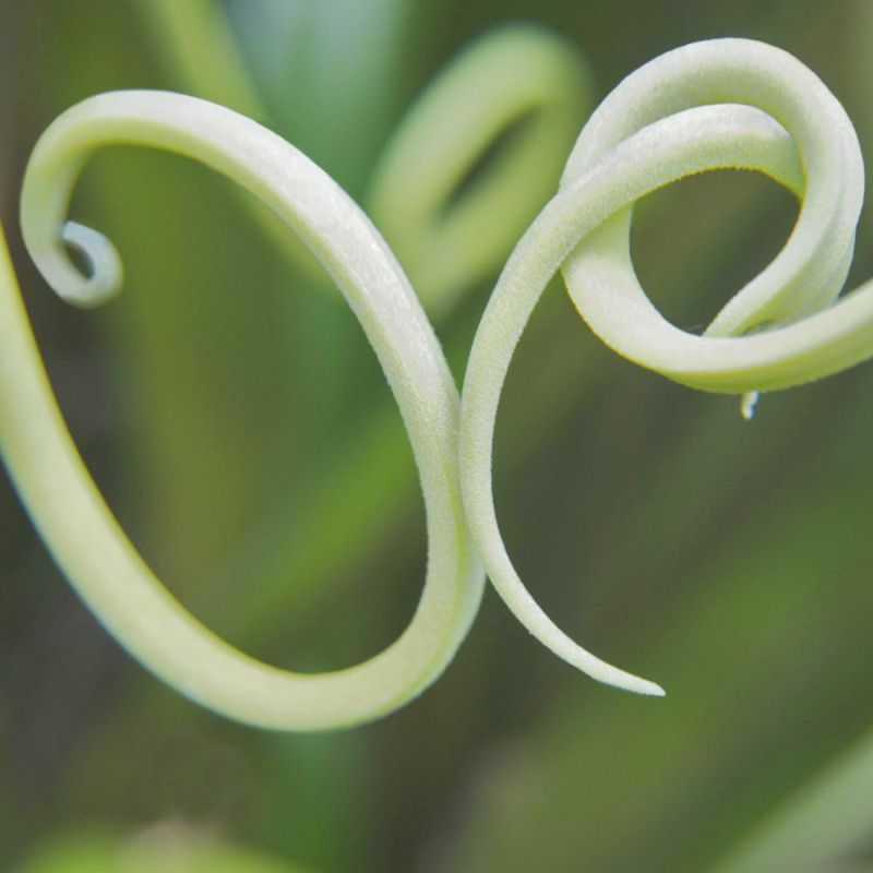 Tendrils 2