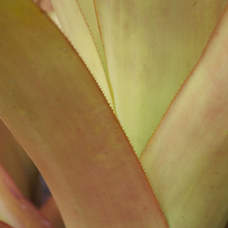 Tropical Succulent