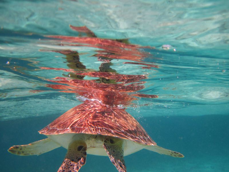 Belize Turtle