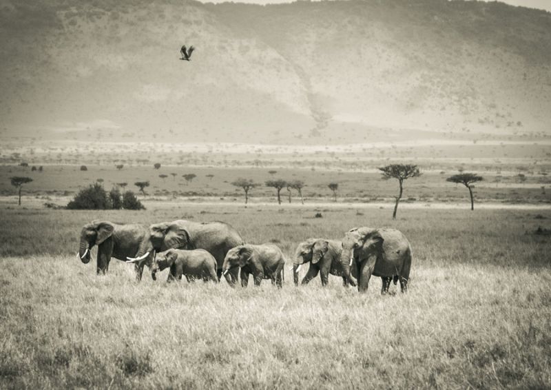 Grazing Elephants