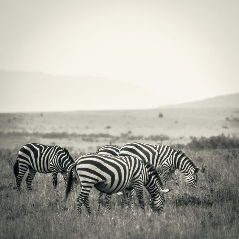 Grazing Zebras