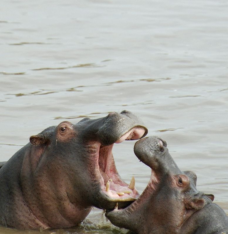 Hippos