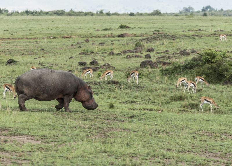 Hippo Trail