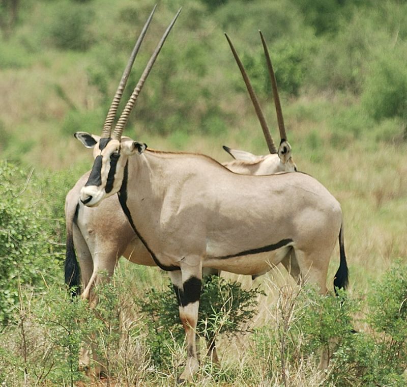 Oryx