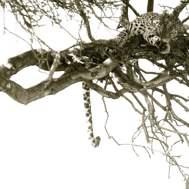 Resting Leopard