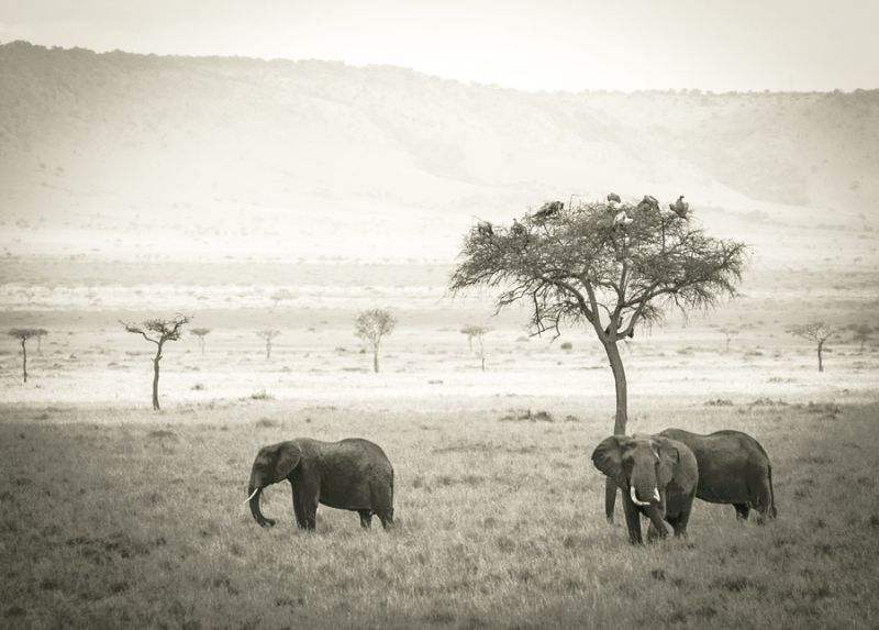 Savannah Elephants