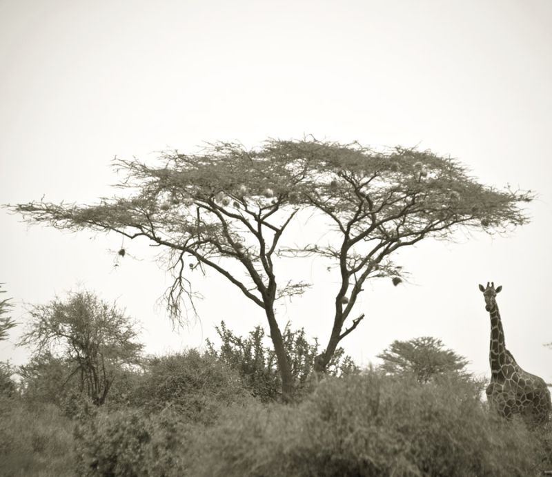 Standing Giraffe