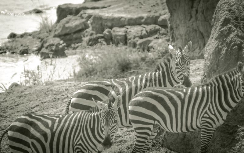 Watering Hole