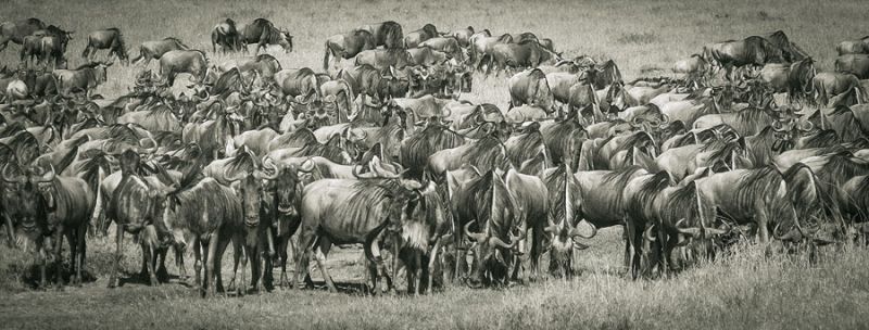 Wildebeests