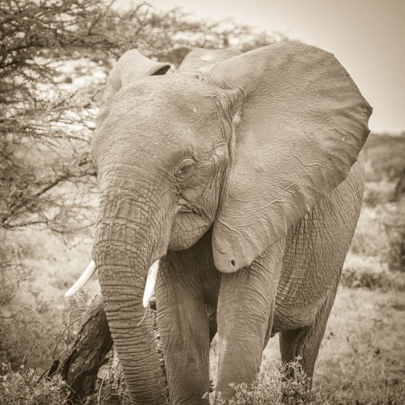 Young Elephants