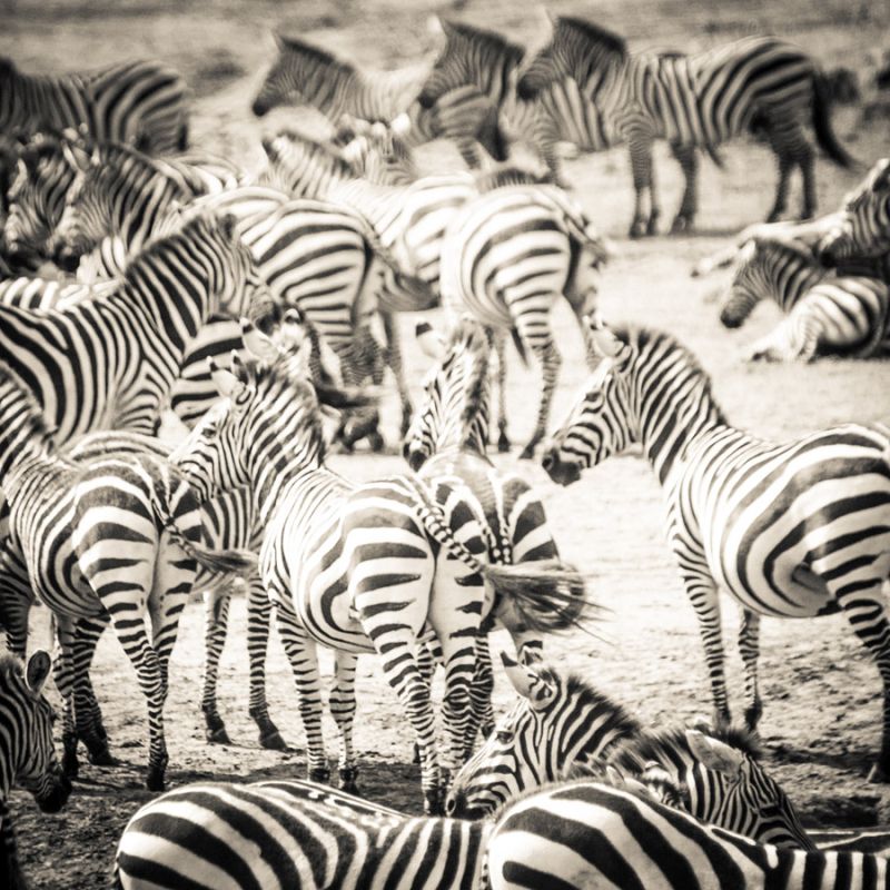 Zebras