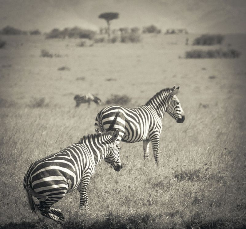 Leaping Zebra