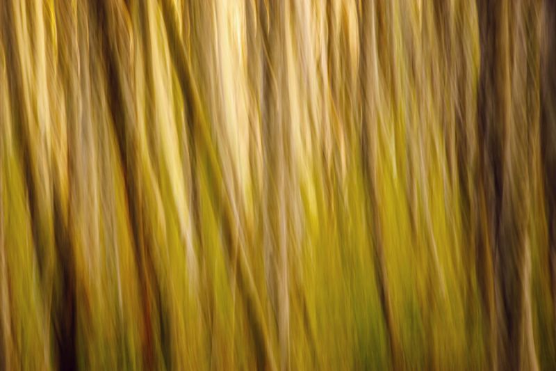 Colors of Fall
