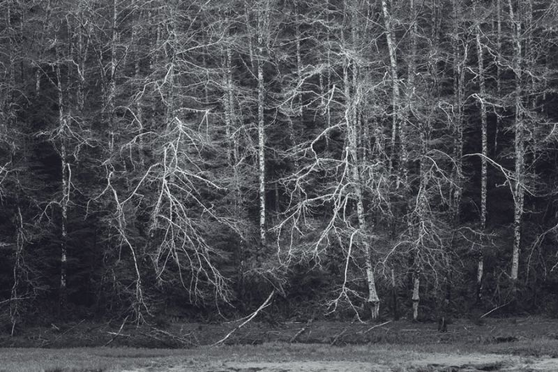 Early Spring Forest