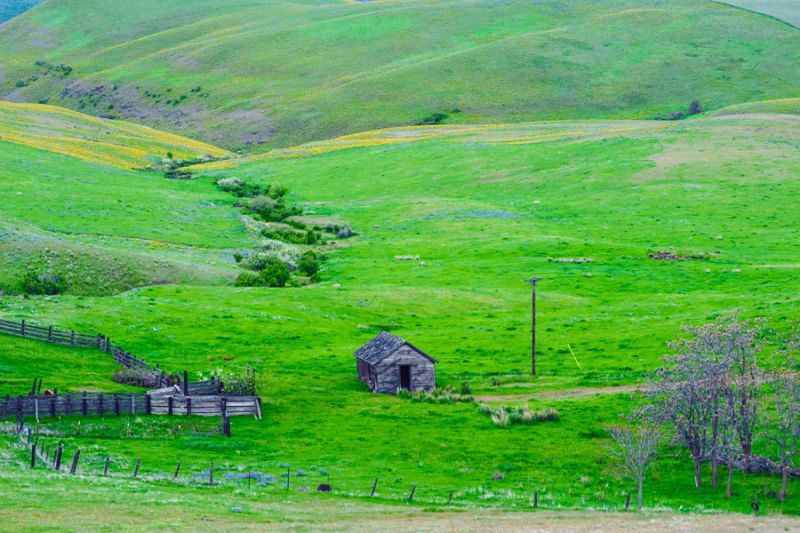 Old Shed
