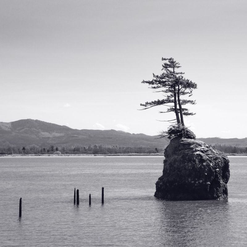 Trees on a Rock Island