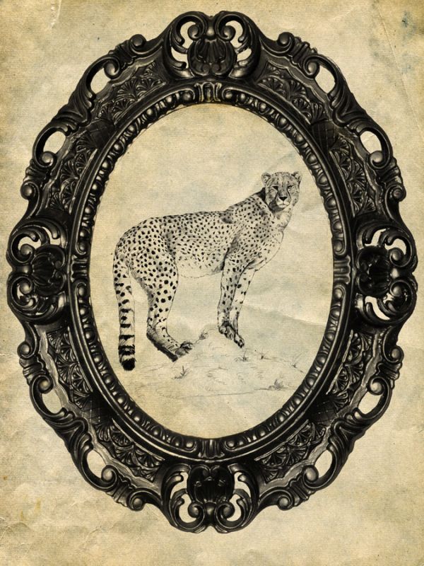 Framed Cheetah