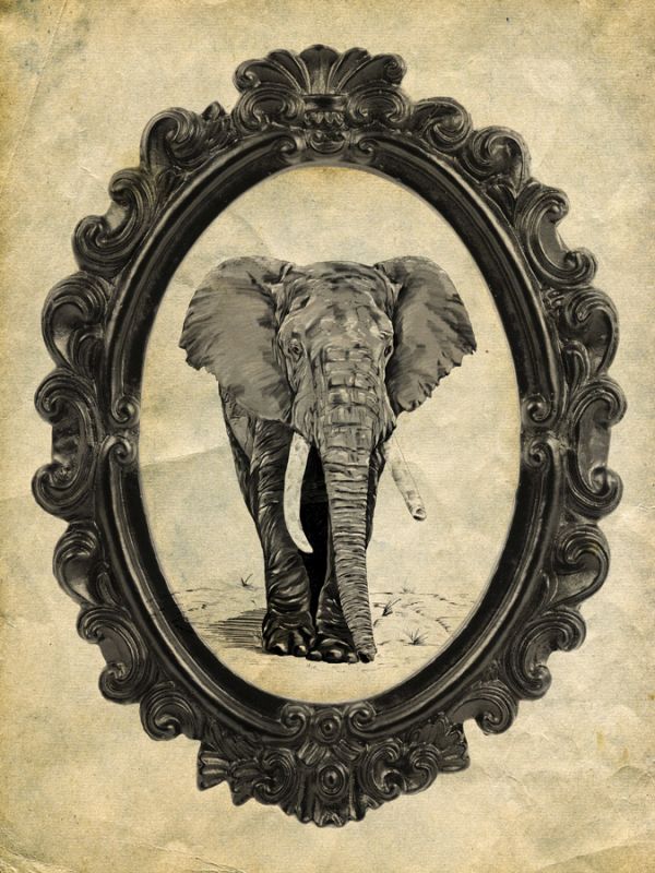 Framed Elephant