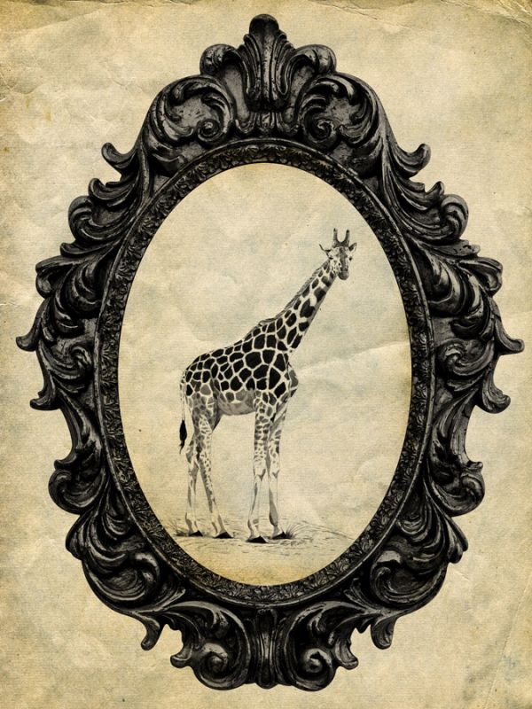 Framed Giraffe