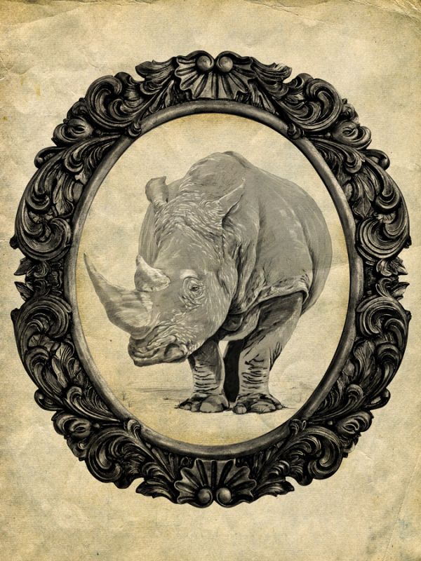 Framed Rhinoceros