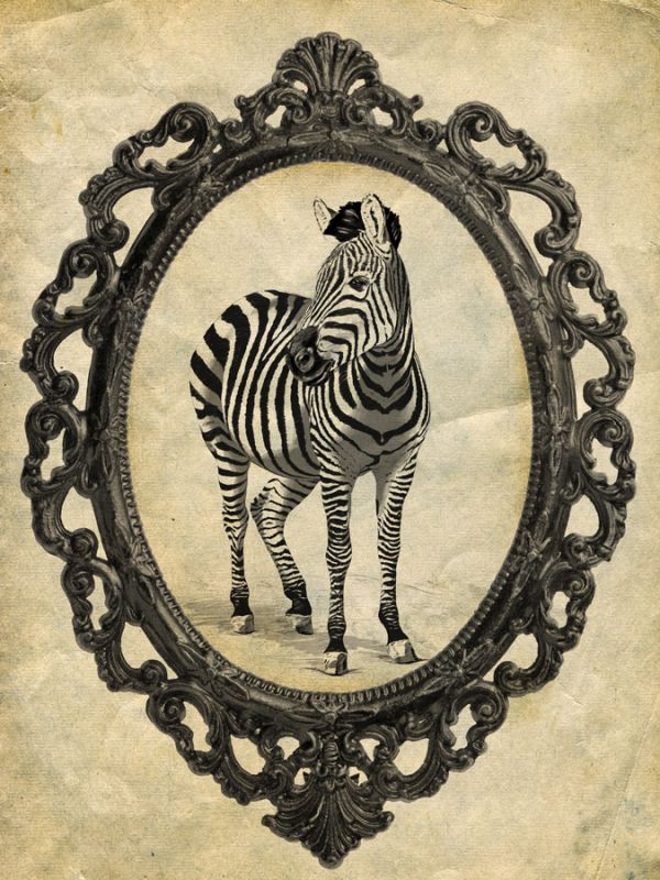 Framed Zebra