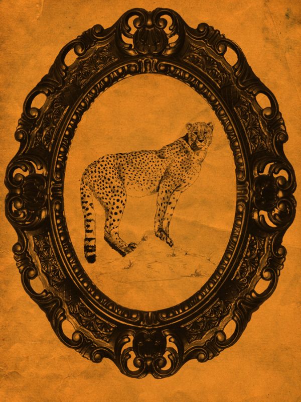 Framed Cheetah in Tangerine