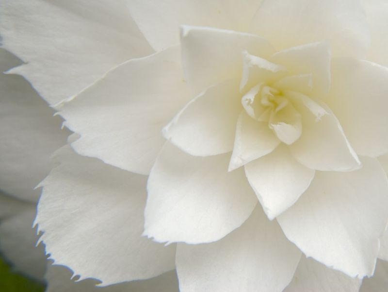 White Camellia