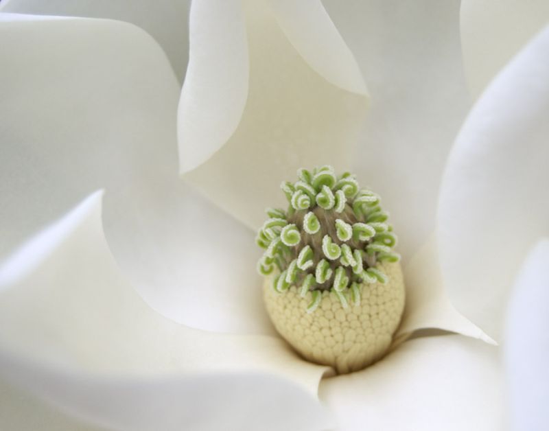 Southern Magnolia
