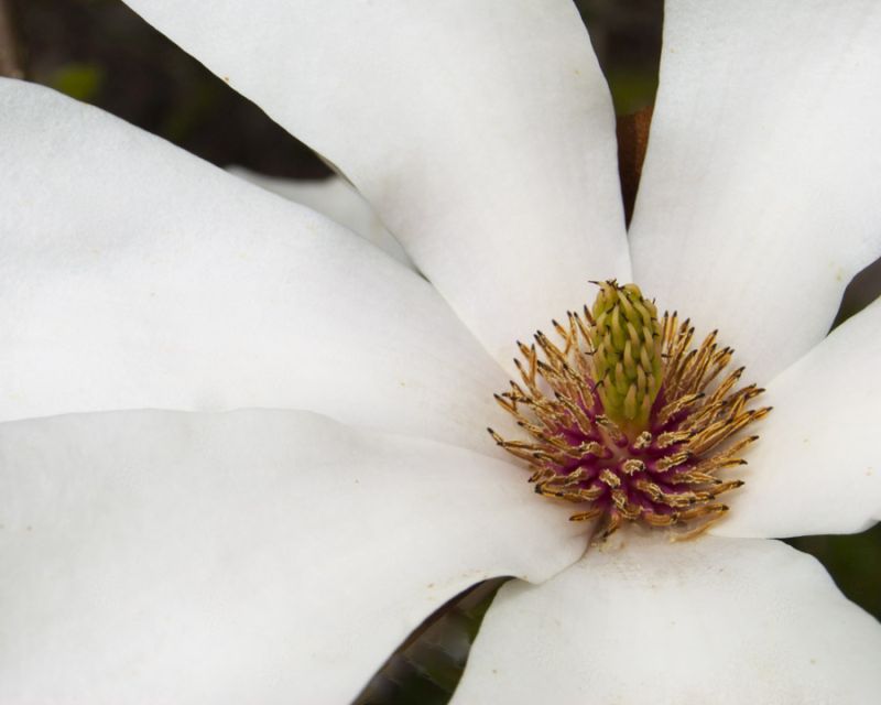 Magnolia Bloom