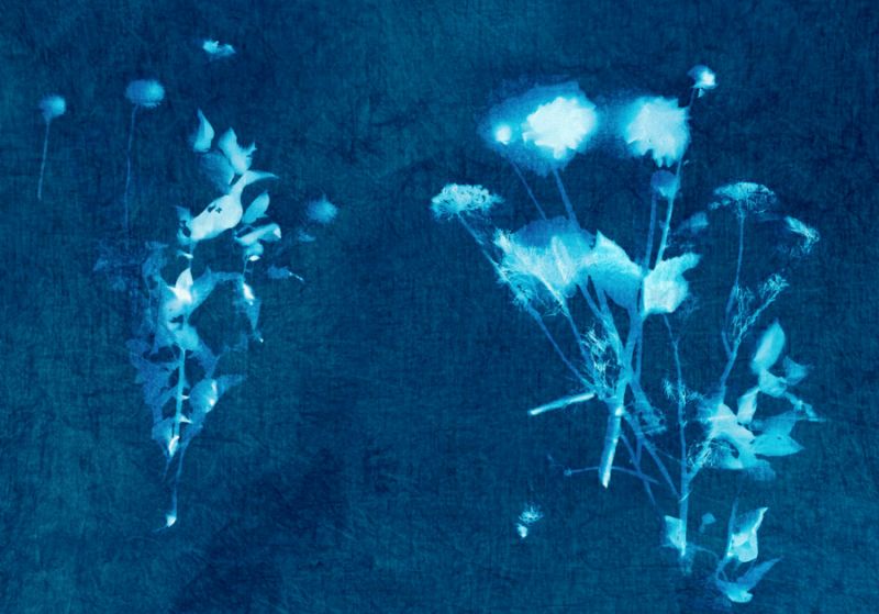 Cyanotype Plant 6