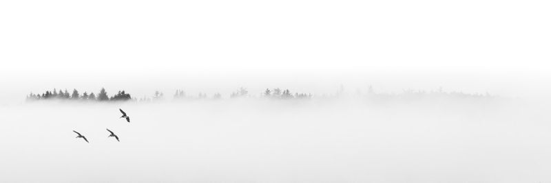 Birds in Clouds Panorama 1